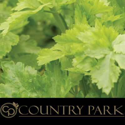 Country Park Celery Seeds 1kg