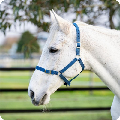 Eureka Buckle Halter - All Colours