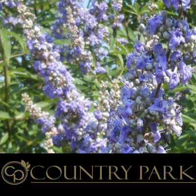 Country Park Chastetree Berry Powder 1kg