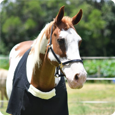[RUG7750] Economy Horse Rug Bib All Sizes