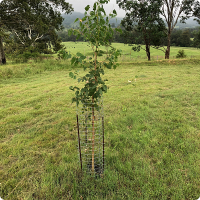 [EKIDNATREEGRD] Ekidna Mesh Tree Guard Standard 36cm Dia x 115cm 1.7kg