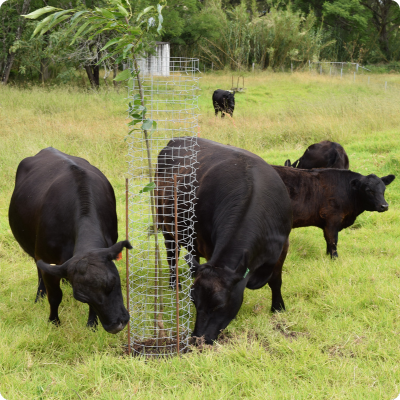 [EKIDNATREEGRD1700CM] Ekidna Mesh Tree Guard Large 54cm Dia x 170cm 2.5kg